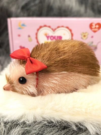 Силиконовый ежик реборн Tiggy с аксессуарами-5