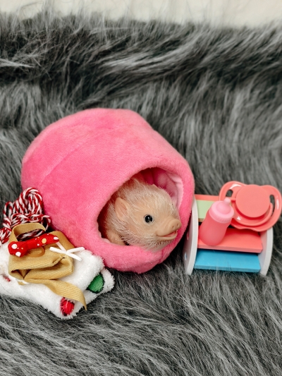 Силиконовая свинка реборн Plushie с расширенной комплектацией-4