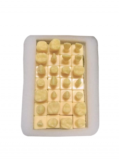 Комплект зубов увеличенного размера Dentis, 28 шт-3