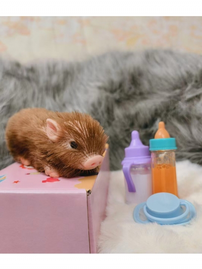 Силиконовый поросенок реборн Brownie с аксессуарами-4