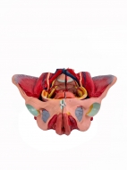 Разборная анатомическая модель женского таза Corpo Pelvis