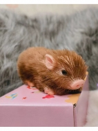 Силиконовый поросенок реборн Brownie с аксессуарами