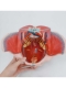 Разборная анатомическая модель женского таза Corpo Pelvis