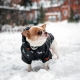 Зимний комбинезон куртка для маленьких собак Terry черный L