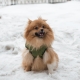Зимняя куртка (жилетка) для выгула собак Hitvest L зеленый